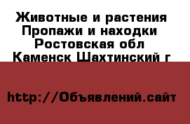 Животные и растения Пропажи и находки. Ростовская обл.,Каменск-Шахтинский г.